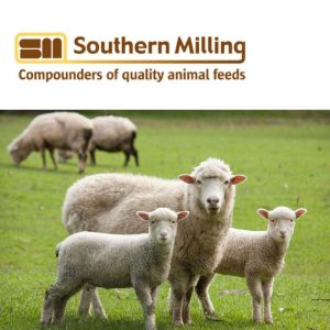 Sheep Feed